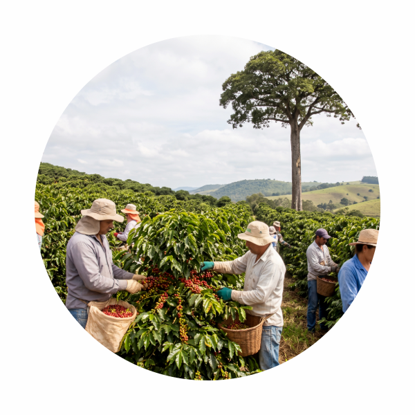 Café da Faz. Sertãozinho — ROAST Cafés